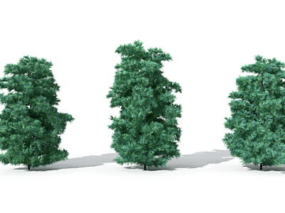 3d景观植物树松柏树针叶模型
