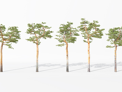 3d景观植物树松树针叶植物模型