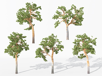 现代景观植物树3d模型