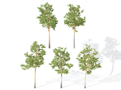 现代景观植物树松树3d模型