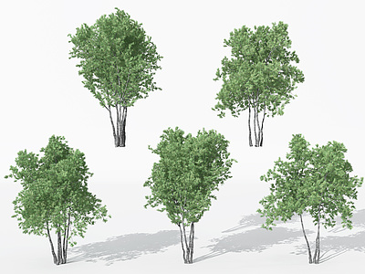 3d现代景观植物针叶树模型
