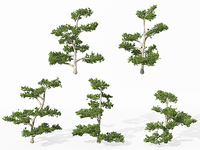 景观植物松树3d模型