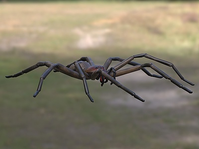 红牙流浪蜘蛛生物动物模型3d模型