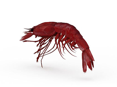 3d河虾模型