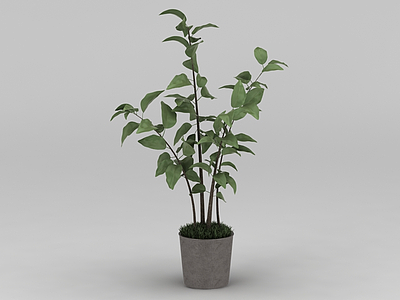 3d现代小树苗绿植盆栽模型