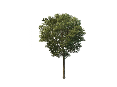 3d公园树免费模型