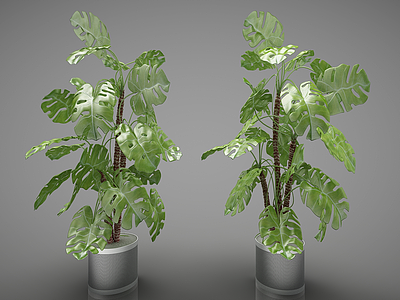 装饰植物3d模型