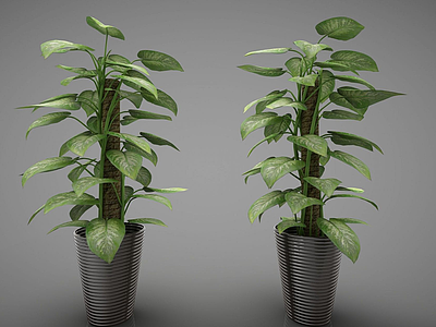 绿植盆栽组合模型3d模型