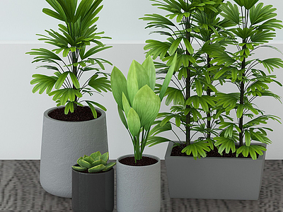 3d现代棕竹绿植盆栽模型