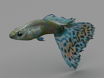 3d孔雀鱼模型
