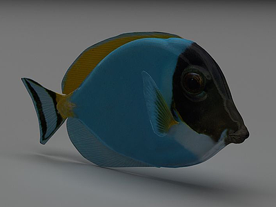 3d五彩鱼模型