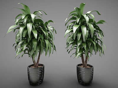 3d绿色植物盆栽模型