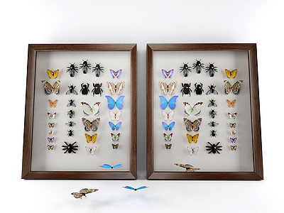 3d蝴蝶标本模型