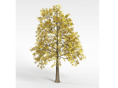 3d银杏树模型