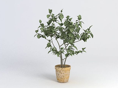 3d绿植盆栽模型