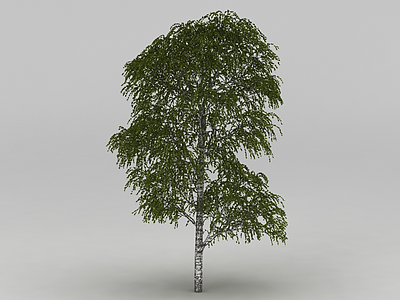 3d杨树模型