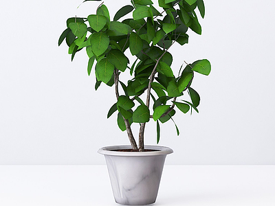 现代绿植室内盆栽3d模型