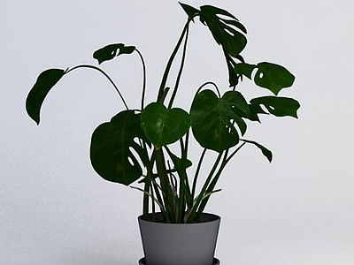 3d绿萝植物模型