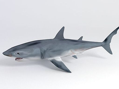 3d海底<font class='myIsRed'>世界</font>鲨鱼模型