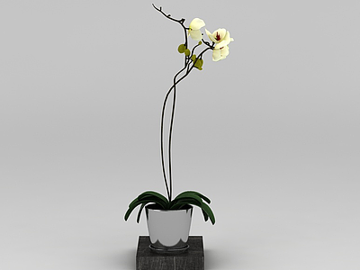 3d黄色兰花盆栽模型