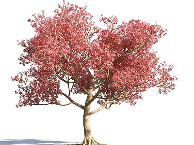 3d枫树免费模型