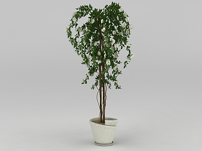 开花盆栽树模型3d模型
