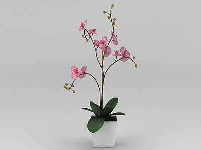 蝴蝶兰花卉模型3d模型