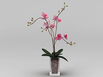 3d兰花花卉免费模型