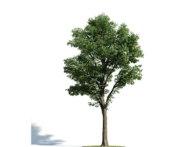 绿化乔木模型