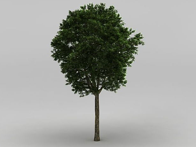 3d大树模型