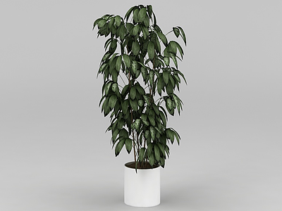 3d观叶植物盆栽模型