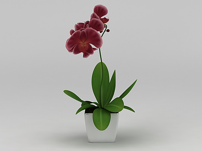3d兰花花卉模型