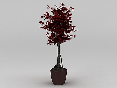 枫树盆栽模型3d模型