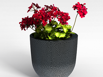 3d红色花卉盆栽模型