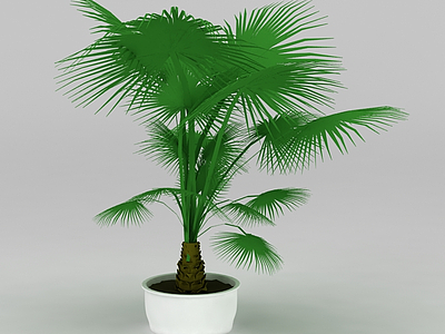 3d大厅盆景棕榈树免费模型