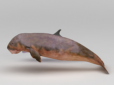 海豚模型3d模型