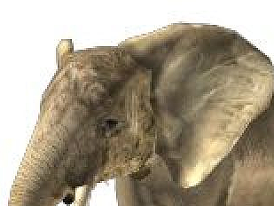 3d大象模型