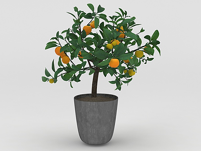 3d金桔盆栽观赏橘子树模型