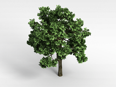 香樟树植物大树模型3d模型
