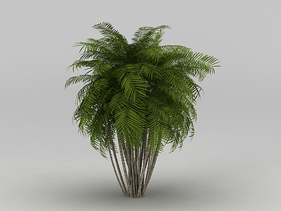 3d植物椰树模型