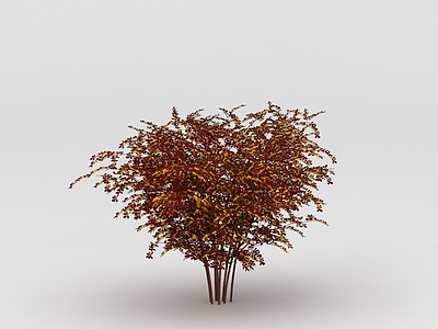 植物枫树模型3d模型