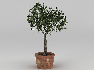 室外树苗盆栽模型3d模型