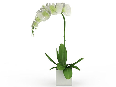 兰花盆栽模型3d模型
