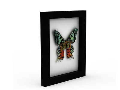 3d蝴蝶标本装饰模型