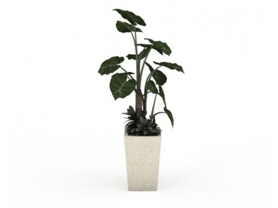 室内大型盆栽绿植3d模型