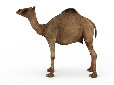 3d骆驼模型