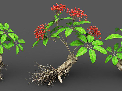 3d植物人参模型