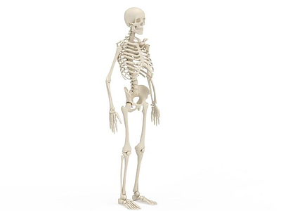 3d人体骨架模型