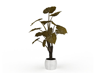 3d大型盆栽植物模型