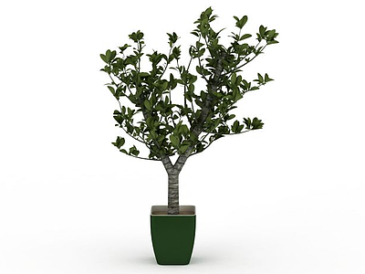 3d树木盆栽模型